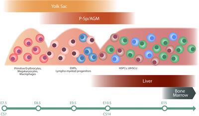 Defining the Emerging Blood System During Development at Single-Cell Resolution